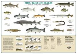Fish Identification Teaching Great Lakes Science