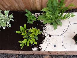Plant An Eco Friendly Garden Border