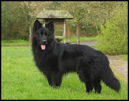 Differences between a long hair and a nadelhaus german shepherds is a world class german shepherd breeder located in northern california. 9 Grooming Tips For Long Haired German Shepherd Hairstylecamp
