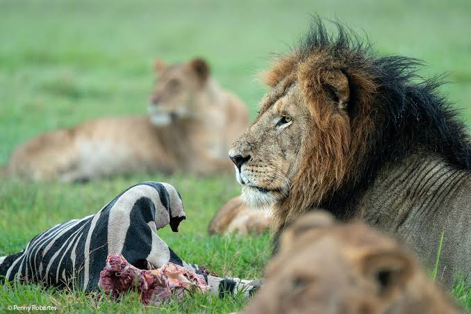 Photographing the Wildlife of Kenya's Masai Mara