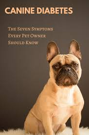What are the symptoms of diabetes in dogs? Do You Know These Seven Symptoms Of Canine Diabetes Pethelpful