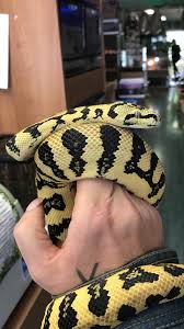 carpet pythons morphmarket reptile