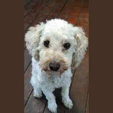 luna small female poodle dog in vic