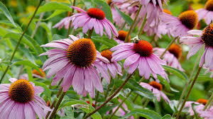 Perennial Seeds To Plant In Fall