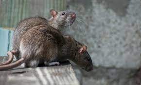How To Get Rid Of Rats Under Shed Deck