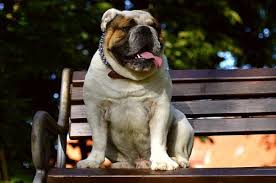 Male English Bulldog Growth Chart Best Picture Of Chart