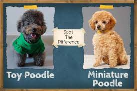 miniature poodle vs toy poodle spot
