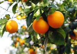 Cold Hardy Citrus Tree Varieties Choosing Citrus Trees For