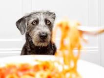 will-spaghetti-hurt-my-dog