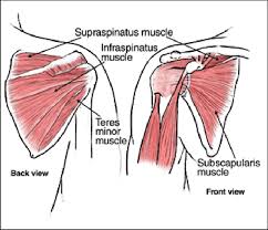 Supraspinatus muscle raises the shoulder and pulls the shoulder joint capsule, must not be pinched. The Muscles And Tendons That Form The Rotator Cuff And Stabilize The Download Scientific Diagram