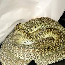 granite carpet python traits morphpedia