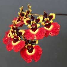 tolumnia sarusanda orchid