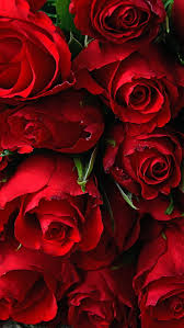 red rose bed date love valentine