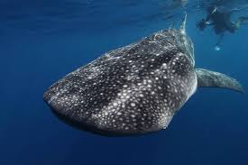 Below is a list of the world's largest whales. What Is The Biggest Fish In The Ocean
