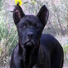 About Time Cane Corso Italiano Ear Crop Information