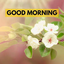 hd good morning images with flowers