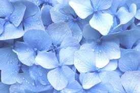 Pastel Blue Flowers Wallpapers - Top ...