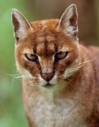 There are 27 asian golden cat for sale on etsy, and they cost $68.79 on average. Why Are African Golden Cats Endangered Poc