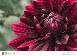 blooming dark red dahlia a royalty