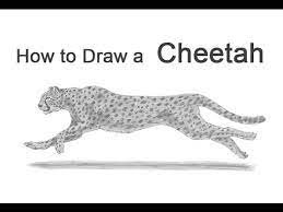 Extend a series of curved lines from the head to outline the brow, snout, and jaw. How To Draw A Cheetah Running Youtube