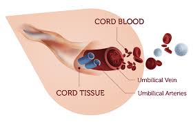 cord blood banking toticell