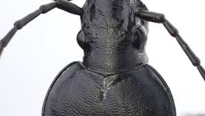 how to get rid of black ground beetles