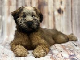 soft coated wheaten terrier puppy