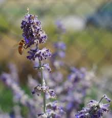 Pollen Chart Assists In Identifying Bloom Dates Pollen Color