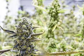 I applied for my card on this site and was helped from start to finish through the entire process of getting my maine medical marijuana card. Medical Marijuana Dispensary Grass Money Cannabis Co Grass Monkey Cannabis Company