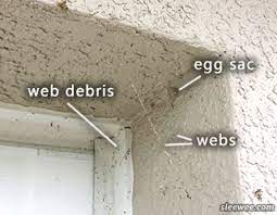 how to remove spider webs from your