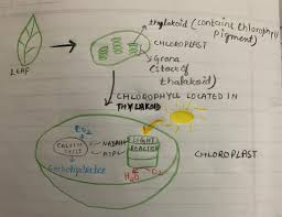 Photosynthesis Chlorophyll Words