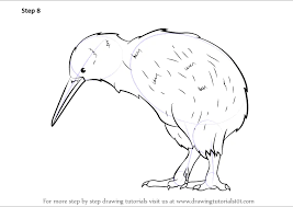 learn how to draw a kiwi birds step