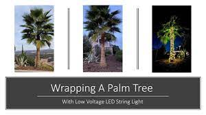 palm tree with string lights