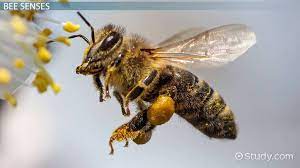 bee adaptations lesson for kids