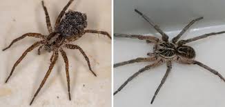 Wolf Spiders In Basement