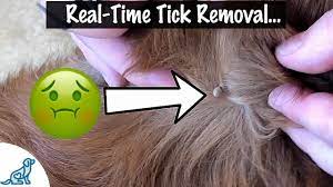how to take a tick off your dog