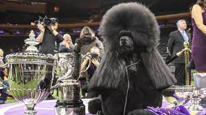 The 144th annual westminster kennel club dog show is about a week away. 2020 Westminster Dog Show A Look At The Winner Siba And All Of The Other Finalists In The 144th Show Cbssports Com