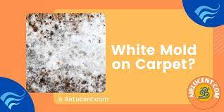 white mold on carpet causes removal