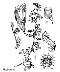 Sp. Medicago litoralis - florae.it