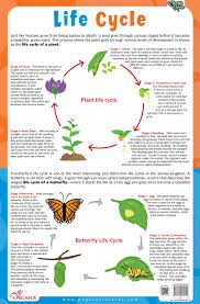 Buy Plant Butterfly Life Cycle Chart Thick Laminated