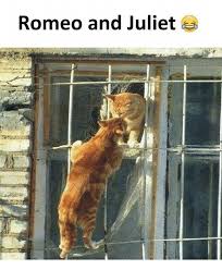 Morning comes, and the lovers bid farewell, unsure when they will see each other again. Romeo And Juliet Meme On Loveforquotes Com