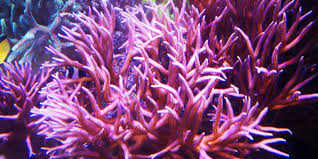 Maybe you would like to learn more about one of these? Seriatopora Hystrix Christusdorn Koralle Stachelbusch Koralle Communitycorals