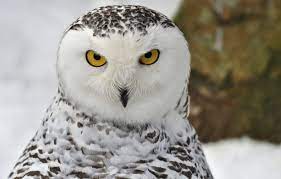 snow, bird, portrait, Snowy owl ...
