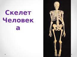 The official website of skillet. Prezentaciya Skelet Cheloveka Anatomiya