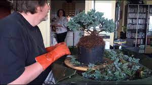 2 minute blue star juniper bonsai you