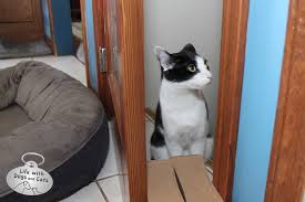 Calvin Cat Basement Door Boxes Life