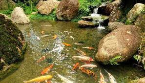 8 best fish for garden ponds beginner
