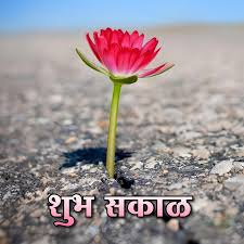shubh sakal flower good morning images