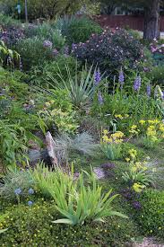 Great Plants For A Water Wise Garden