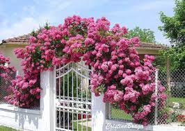 Rosas trepadeiras são hibridas que foram desenvolvidas para função de trepadeira. Rosa Trepadeira Flores E Folhagens